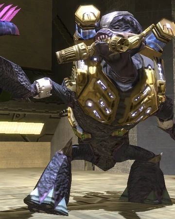 Heretic Unggoy Halo Alpha Fandom Voici une video specialement sur la blue team de the codex et the heretic au debut vs voyé les 5 membre et ensuite leur combat noté cette video et dite sk evs en pencé. heretic unggoy halo alpha fandom