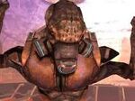 Unggoy