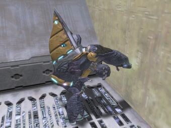 Grunt Vigliacco