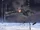 UNSC Chioglossa
