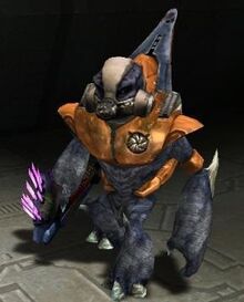 Grunt Minor.jpg