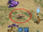  seen in the middle of a battle.