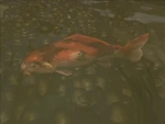 A Koi fish found in the ponds throughout the map.