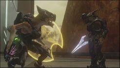 Sangheili y Kig-Yar remanente