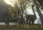 A flock of Moa on settlement outskirts.