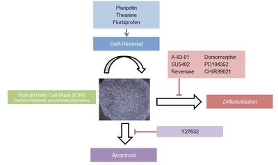 HES capture of authentic pluripotency