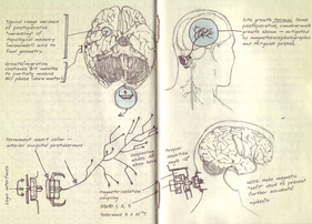 Spartan Neural Interface