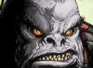 Децимус на Караве.