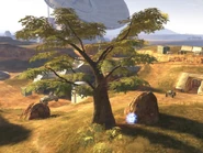 Standoff Tree.jpg (226 КБ) Активный камуфляж у дерева.