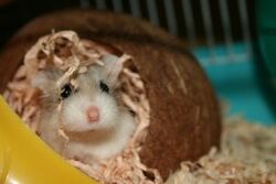 robo dwarf hamster sleeping