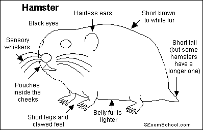 hamster teeth diagram