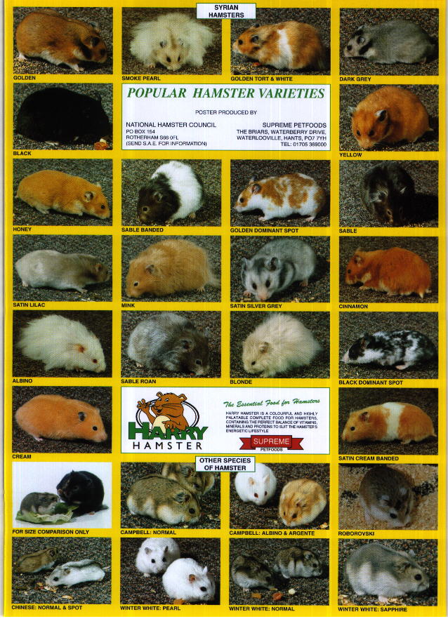 Dwarf hot sale hamster varieties