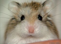 Campbell's Russian Dwarf Hamster, Hamsters Wiki