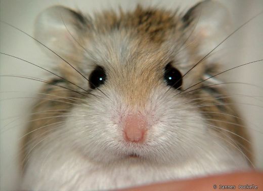 Campbell's dwarf hamster - Wikipedia