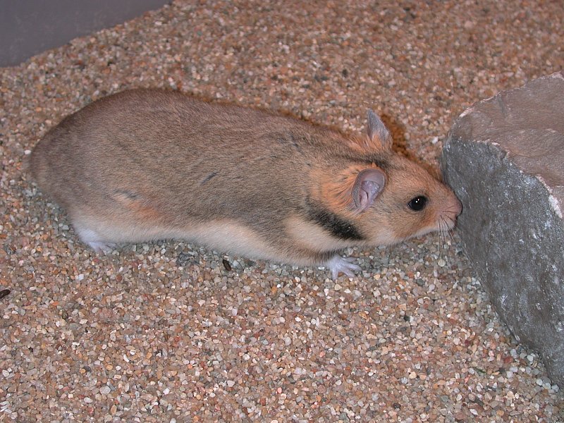 Syrian hamster breeding - Wikipedia