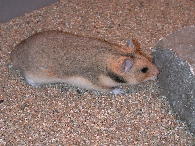 Roborovski dwarf hamster - Wikipedia