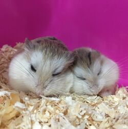 Roborovski dwarf hamster - Wikipedia