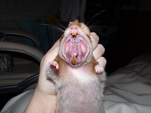 baby hamster teeth