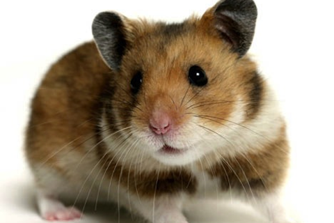 Campbell's dwarf hamster - Wikipedia