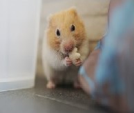 Largest syrian hamster discount