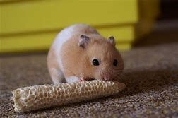 Syrian Hamster Hamsters Wiki Fandom