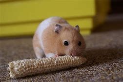 brown syrian hamsters