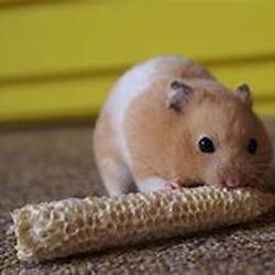Syrian Hamster Hamsters Wiki Fandom