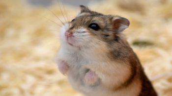 Russian Dwarf Hamster Facts & Most Common Questions…Answered