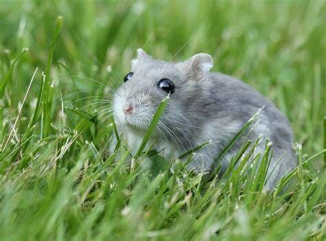 Dwarf Hamster Care Sheet: Food, Habitat & Health