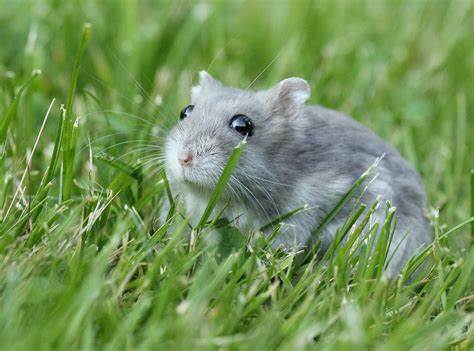 Information on Dwarf Hamsters