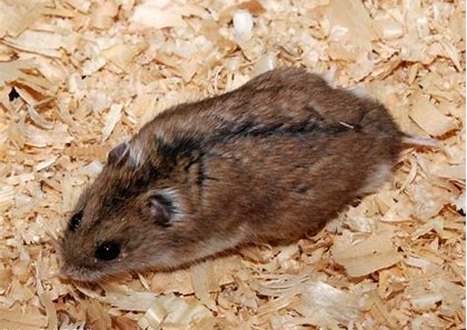 Campbell's Russian Dwarf Hamster, Hamsters Wiki