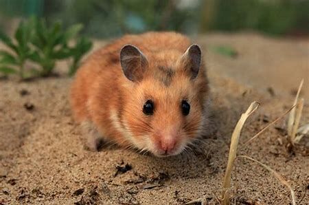 Roborovski dwarf hamster - Wikipedia