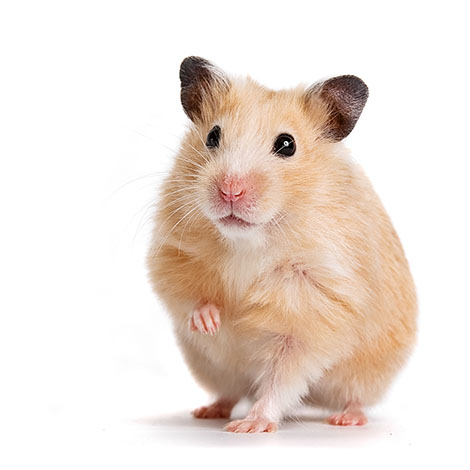 Syrian hamster breeding - Wikipedia