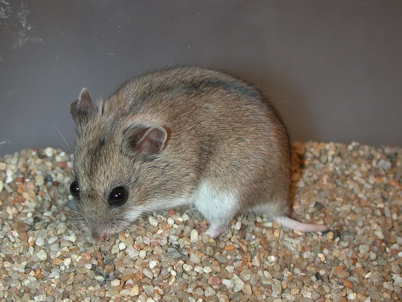 Campbell's dwarf hamster - Wikipedia