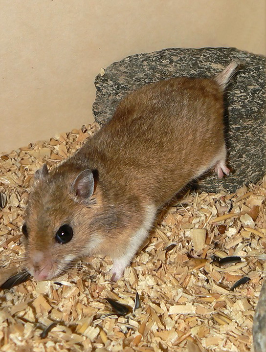 Campbell's dwarf hamster - Wikipedia