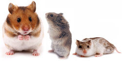 Roborovski dwarf hamster - Wikipedia