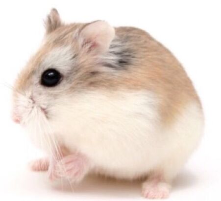 Roborovski dwarf hamster - Wikipedia