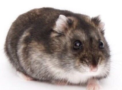 Campbell's dwarf hamster - Wikipedia