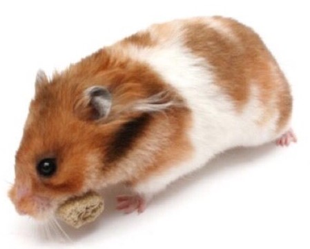 Syrian hamster - Simple English Wikipedia, the free encyclopedia