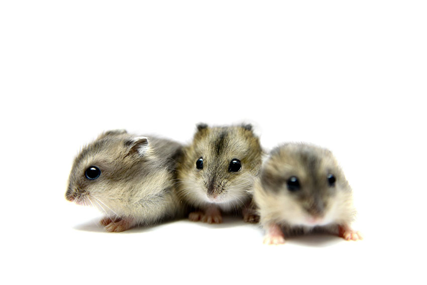 Roborovski dwarf hamster - Wikipedia