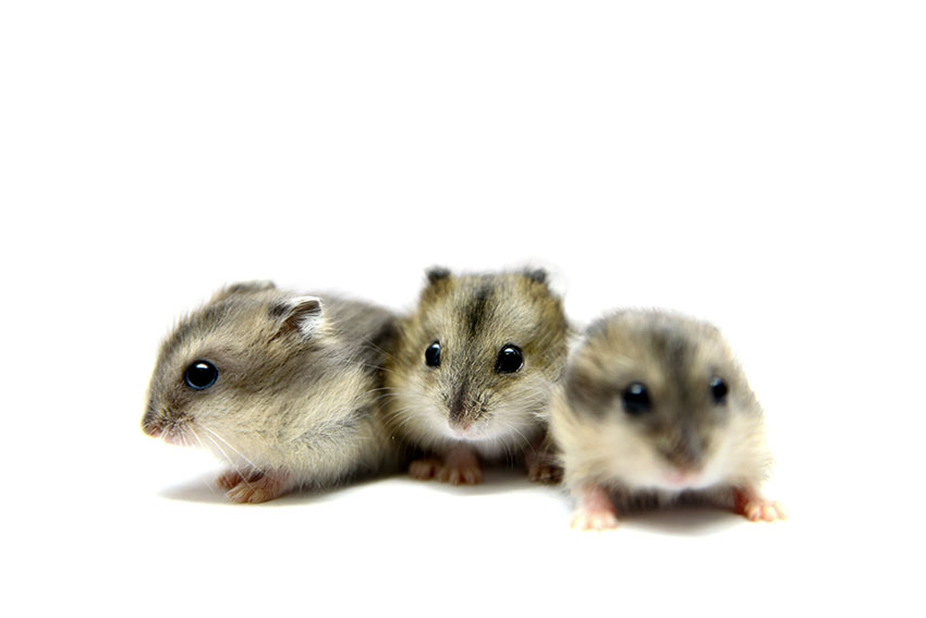 Syrian hamster breeding - Wikipedia