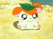 Hamtaro con una hoja en la cabeza