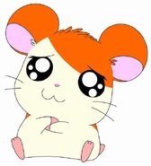 Hamtaro