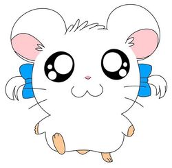 bijou hamtaro