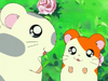 Hamtaro and Oxnard.