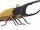 Hercules Beetle