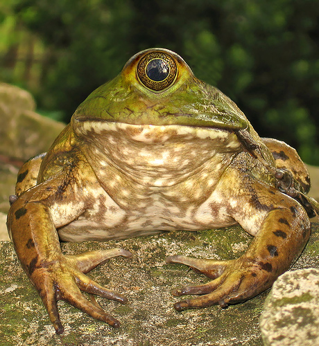 trypophobia frog