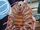 Giant Isopod