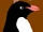 Burdo