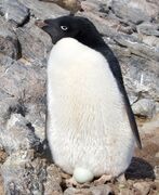 A Adelie Penguin with an egg